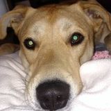 Freeport Animal Caregiver Interviewing For Job Opportunities in Freeport Illinois
