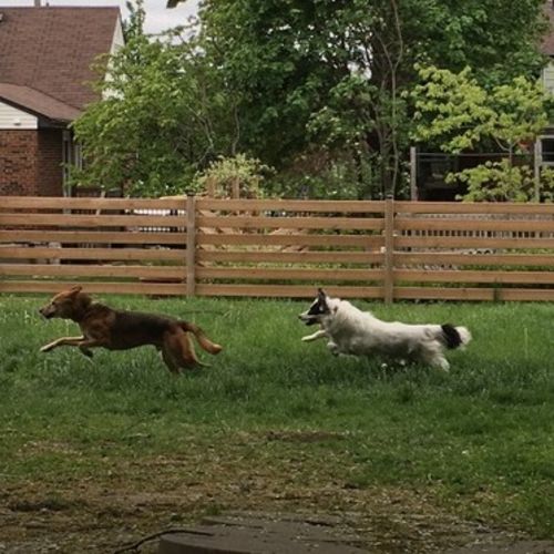 Pet Care Provider Char D's Profile Picture