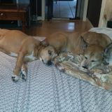 Excellent Pet Care Available Today