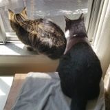 Searching for Montreal Petsitter for my two wonderful cats
