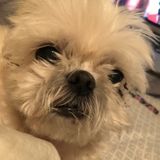 Seeking pet sitting, walking, boarding & pet training jobs