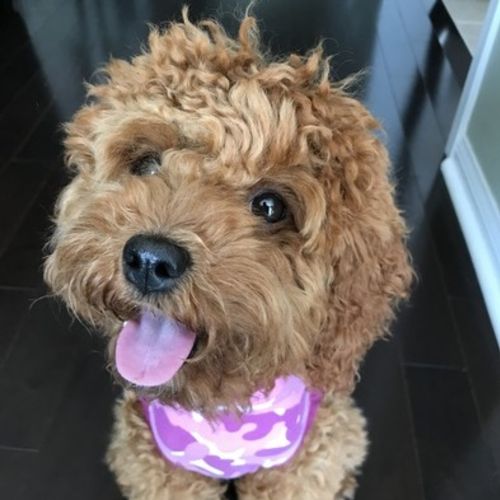 Pet Care Job Petrice Gentile's Profile Picture