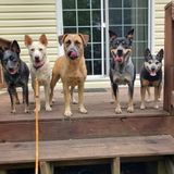My husband & I run a local rescue and would love a chance to help with your pet care & training needs