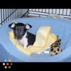 I Love Animals!