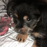 Interviewing For San Angelo Petsitter Jobs