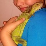 Sitter needed for 12 bunnies 1 rat and an iguana