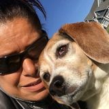 Available: Skilled Dog Walker in Canandaigua