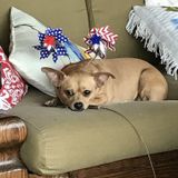 Looking for trustworthy, dependable, and responsible care for my 3 fur babies(1 Chi mix, 2 cats)