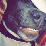 Knowledgeable Petsitter