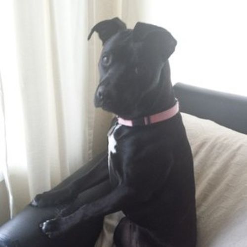 Pet Care Job Regina Charbonneau's Profile Picture