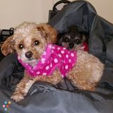 Professional excellent dog walking and Pet Sitting