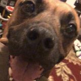 Dedicated Pet Care Provider Available Immediately