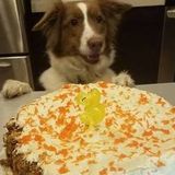 Reliable Pet Sitting Professional for Your Home