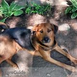 Young,Dependable Pet Sitter Available Immediately