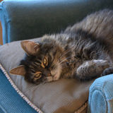 Babysitting A Cat In Their Home near Wakefield Qc