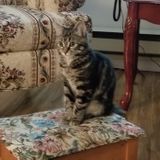Most Trustworthy Dog/Cat Sitting Professional