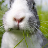 While Away Pet Sitters - we are here for your pet sitting needs!