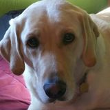 Available: Flexible Pet and House Sitter in Juneau, Alaska