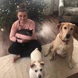 The Critter Sitter