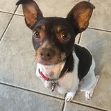 Jupiter, Florida Animal Lover Opportunity
