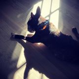 East Hampton Petsitter Available For Job Opportunities in New York