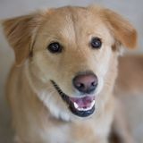 Great with skittish dogs and puppies!