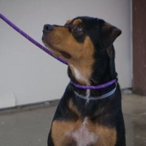 Pet Care Provider Keith D's Profile Picture