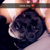 Capable Pet Carer for Your HomeAnd very reliable