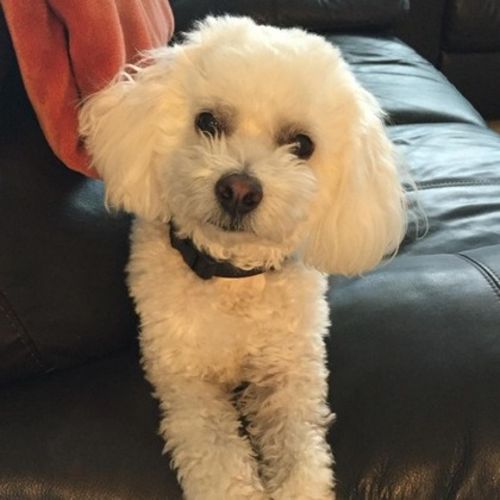 Pet Care Provider Mike Shefler S's Profile Picture