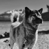 Adventure always start with a dog on the other side of a line.