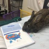 Bunny lover wanted! need a pet rabbit sitter!