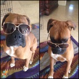 July 4th weekend pet sitting job