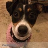 Cat expert and former dog walker available