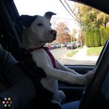 Kira & Marta's, Dog walking and Training.