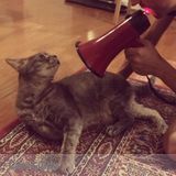 Kitty sitter needed