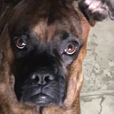 Reliable Dog Sitter in Kitchener, Ontario, Also I am 13 turning 14 this year if that is a problem