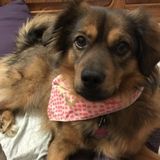 Dog sitter needed - October 5th-12th