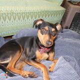 Private Pet Sitter. My home will be their home! I take last minute calls. Pick up and drop off.
