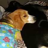 Care for my furbabies