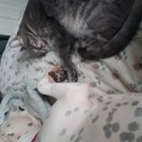Loving Pet Carer for Your Home