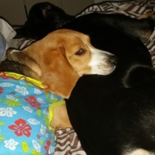 Pet Care Job Candae Graham's Profile Picture