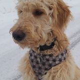 Loving Animal Lover for Hire at FURRIFIC DOG WALKING services.