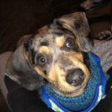 Searching for a Pet Sitter / Dog Walker Job in Richmond