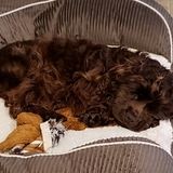 6 Month Old Puppy To Be Let Out Around Noon.