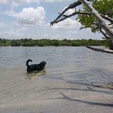 I am very experienced with dogs and cats. Had my own all my life. I've been called dog/cat whisperer.
I'm best with animals