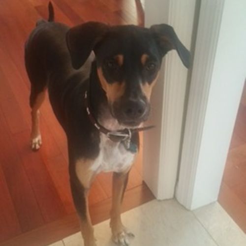 Pet Care Job Carol Katsis's Profile Picture