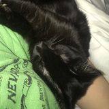 Redondo Beach Animal Lover Searching to be Hired.