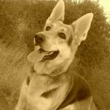 Looking For a House Sitting Service Provider Job in Victorville, Ca.