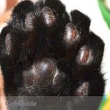 Luna Bear Pet Care