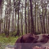 Seeking clients in Fort McMurray for dog walking and pet care